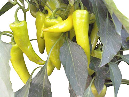 Hungarian Wax 15 Samen ->Bekannte Ungarische Spitzpaprika<- von Samenchilishop