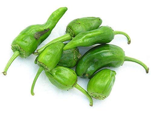 Pimientos de Padrón 10 Samen von Samenchilishop