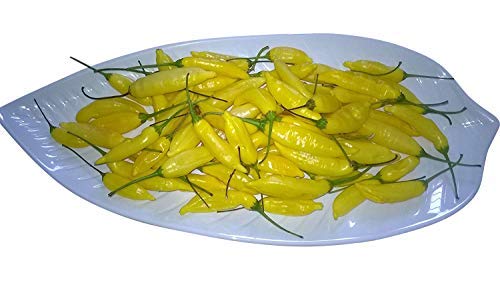 Zitrone Chili -Lemon Drop- (Mit Zitronenaroma) 10 Samen von Samenchilishop (Immer nur einmal Versamd)