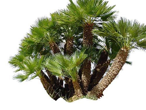 10 Samen Zwerg-Dattelpalme -Phoenix roebelinii- -Tolle Zimmerpflanze- von Samenchilishop