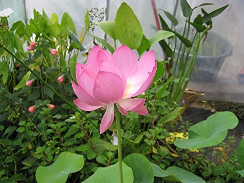 100 Samen Lotusblume Pink -Nelumbo nucifera- von Samenchilishop (Immer nur einmal Versand)