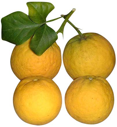 100 Samen ★ ★ Winterharter Orangenbaum ★ ★ ''poncirus trifoliata'' -Bitterorange- ★★ -25°C ★★ von Samenchilishop