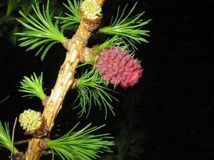 1000 Samen Europäische Lärche (Larix decidua) (Heimischer Baum - Winterhart) Auch Bonsai geeignet< von Samenchilishop (Immer nur einmal Versand)