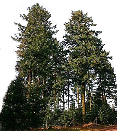 1000 Samen Gewöhnliche Douglasie (Pseudotsuga menziesii) *Größtes Exemplar war 133 Meter hoch* von Samenchilishop (Immer nur einmal Versand)