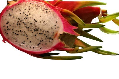 1000 Samen Pitahaya -Rote Drachenfrucht- *Weißfleischig* von Samenchilishop (Immer nur einmal Versand)