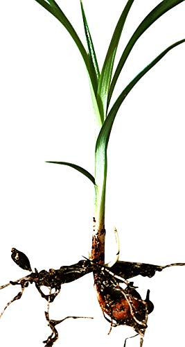 110 Samen/Knollen Erdmandel -Cyperus esculentus- Hohe Keimfähigkeit ***Leckere Tigernüsse selber züchten*** von Samenchilishop (Immer nur einmal Versand)