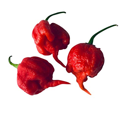 15 Samen CAROLINA REAPER (AKA HP22B) ***Neue Züchtung, Schärfer als Moruga*** Aktueller Weltrekord von Samenchilishop (Immer nur einmal Versand)