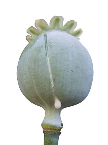 2 OZ / 40.000 Samen *Schlafmohn* -Papaver Somniferum- von Samenchilishop (Immer nur einmal Versand)