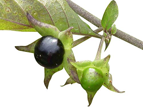 5.000 Samen Tollkirsche (Atropa belladonna) Schwarze Tollkirsche -Hochkeimfähig- von Samenchilishop