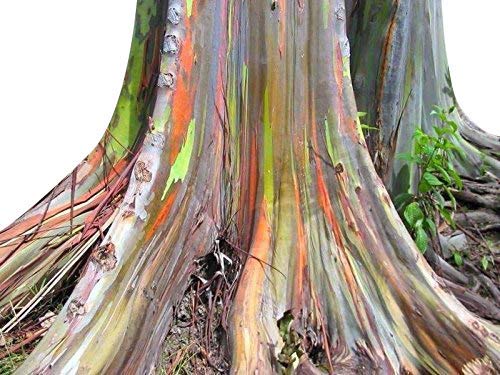 50+ Samen Regenbogen Eukalyptus - Eucalyptus deglupta - von Samenchilishop