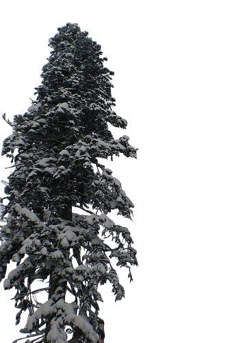 500 Samen Echte Nordmanntanne (Abies nordmanniana) -Beliebtester Weihnachtsbaum- >Frisches Saatgut< von Samenchilishop