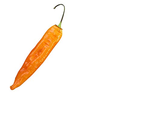 Aji Golden -10 Samen- Große Früchte und Top Ertrag von Samenchilishop