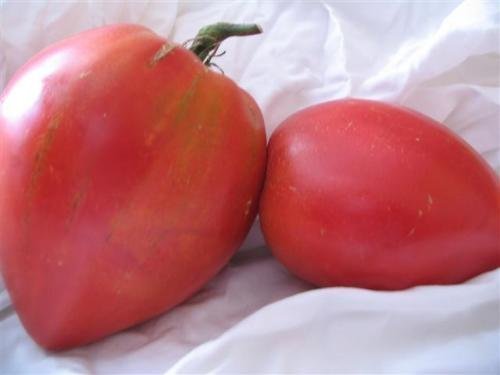 Alte Russische Tomate -Anna Russian- 10 Samen von Samenchilishop (Immer nur einmal Versand)