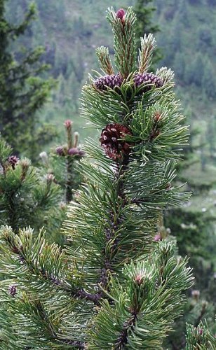 Bergkiefer (Pinus mugo) 10 Samen (Winterhart) auch Latschenkiefer genannt ! von Samenchilishop (Immer nur einmal Versand)