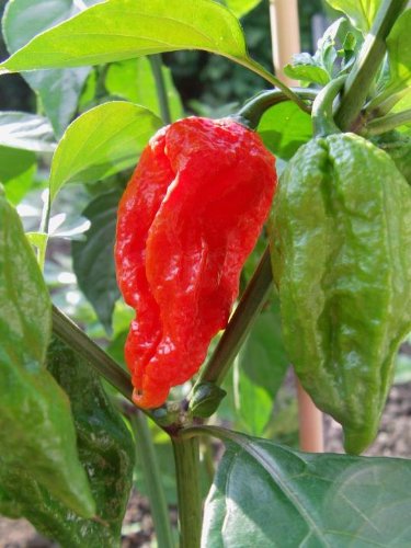 Bhut Jolokia Hottest Chili of the World 100 Samen von Samenchilishop (Immer nur einmal Versand)
