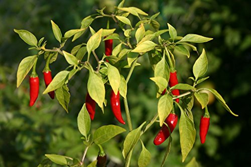 Bird's Eye Chili Samen 20 stk Eine der ältesten scharfen Chilis *Top Ertrag* von Samenchilishop (Immer nur einmal Versand)