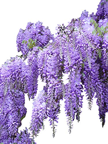 Blauregen >Wisteria sinensis< 3 Samen (Schöne blühende Kletterpflanze Winterhart) von Samenchilishop (Immer nur einmal Versand)