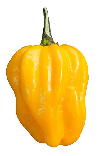 Chili Habanero Gelb 10 Samen/Samenchilishop von Samenchilishop (Immer nur einmal Versand)