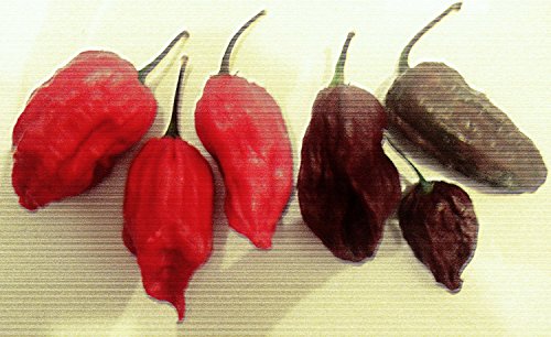 Chili Mix (Bhut+Habanero) 40 Samen (Welche der schärfsten Chili's der Welt) von Samenchilishop (Immer nur einmal Versand)