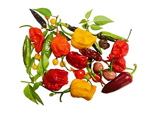 Chilisamen-Mix Bhut-Jolokia/Trinidad Scorpion usw.100 Samen + Anzuchtanleitung von Samenchilishop von Samenchilishop (Immer nur einmal Versand)