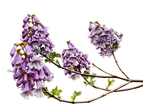Chinesischer Blauglockenbaum *Paulownia tomentosa* 100 frische Samen -Winterhart- von Samenchilishop