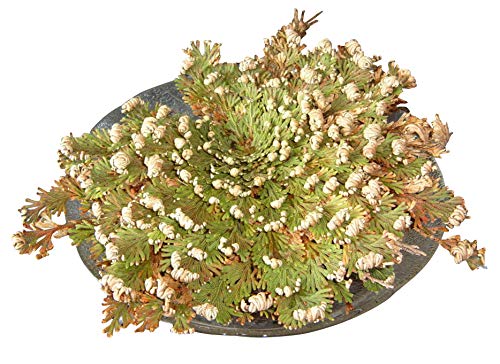 Das Wunder der Natur -Rose von Jericho- 1 Pflanze ***Lat:Selaginella lepidophylla*** von Samenchilishop (Immer nur einmal Versand)