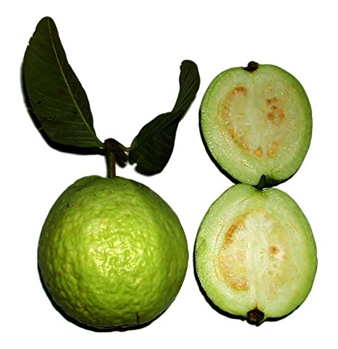 Echte Guave (Psidium guajava) frische Samen **Mengen Wählbar 10,50 oder 100 Samen** (100) von Samenchilishop (Immer nur einmal Versand)