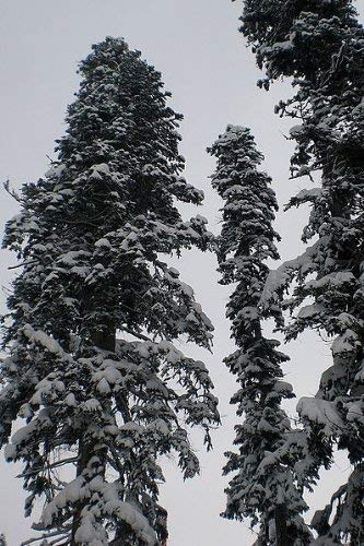 Echte Nordmanntanne (Abies nordmanniana) 100 Samen -Beliebtester Weihnachtsbaum- >Frisches Saatgut< von Samenchilishop (Immer nur einmal Versand)