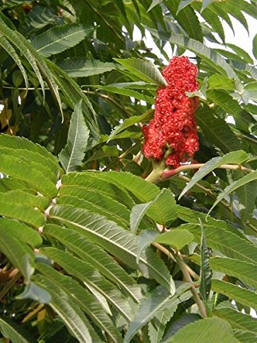 Echter Essigbaum -Rhus typhina- 20 frische Samen von Samenchilishop (Immer nur einmal Versand)