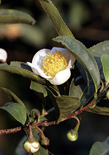 Echter Teestrauch -Camelia sinensis- 5 Samen von Samenchilishop (Immer nur einmal Versand)