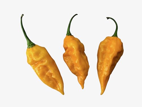 Fatalii Gelb 10 Samen -Der Heisse Chili mit super Ertrag- von Samenchilishop (Immer nur einmal Versand)