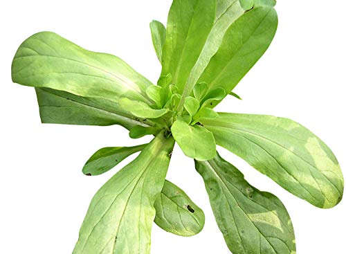 Feldsalat 200 Samen -Valerianella locusta- -Leckerer Salat- von Samenchilishop (Immer nur einmal Versand)