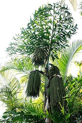 Fischschwanz-Palme 10 Samen *Caryota* -Seltene Schöne Zimmer-Palme- von Samenchilishop