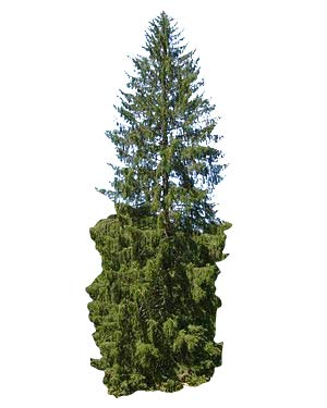 Gemeine Fichte (Picea abies) 30 Samen (Heimisch und Winterhart) auch Gewöhnliche Fichte, Rotfichte oder Rottanne genannt von Samenchilishop (Immer nur einmal Versand)