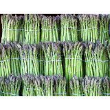 Grüner Spargel (Asparagus officinalis >Mary Washington<) 1000 Samen von Samenchilishop (Immer nur einmal Versand)