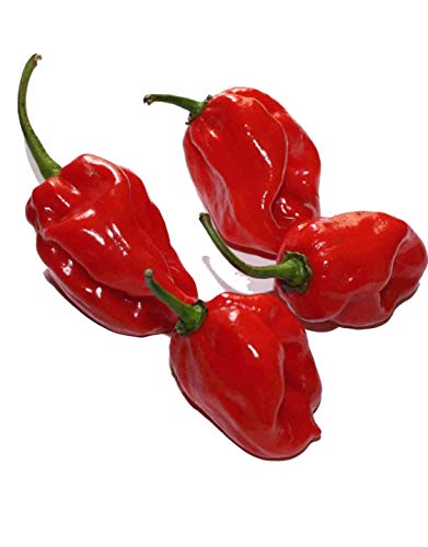 Habanero Red (Eine der schärfsten Chilis der Welt) 20 Samen von Samenchilishop (Immer nur einmal Versand)