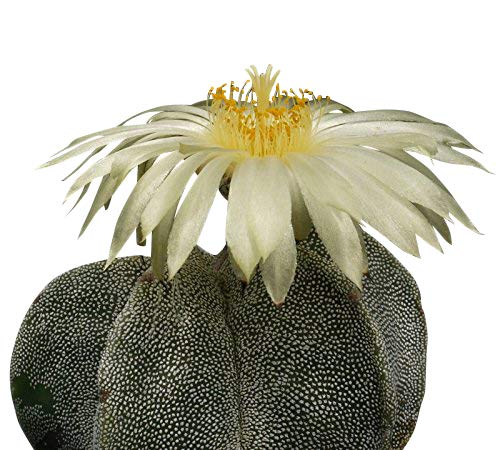 Kaktus ''Bischofsmütze'' (Astrophytum myriostigma) 25 Samen von Samenchilishop (Immer nur einmal Versand)