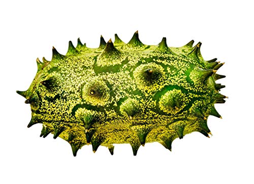Kiwano, Die Afrikanische Horngurke oder Hornmelone 10 Samen von Samenchilishop