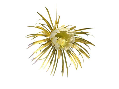 Königin der Nacht 15 Samen -Selenicereus grandiflorus- ***Bis zu 30 cm lange und breite Blüten*** von Samenchilishop (Immer nur einmal Versand)