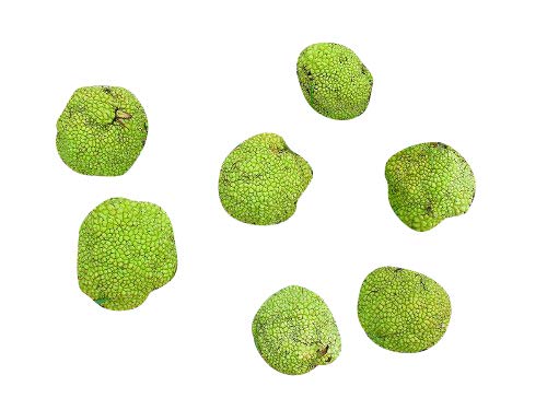 Milchorangenbaum (Maclura pomifera) 10 Samen (Winterhart) von Samenchilishop (Immer nur einmal Versand)