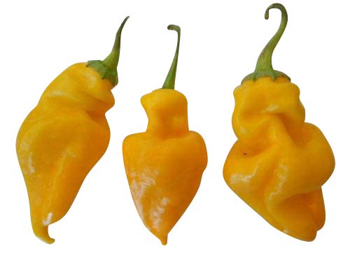 Monkeyface Gelb (Die Affen-Chili Lustige Form) 10 Samen Rarität von Samenchilishop