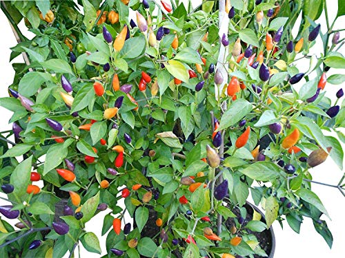 Numex Twilight 10 Samen *Mini-Chili* mit sehr guten Ertrag WOW ''' Ähnliches Farbspektakel wie bei der Bolivien Rainbow''' von Samenchilishop (Immer nur einmal Versand)