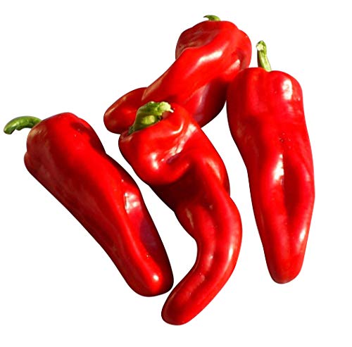 Paprika -Dulce de Espana- 10 Samen -Spanischer Spitzpaprika- von Samenchilishop (Immer nur einmal Versand)