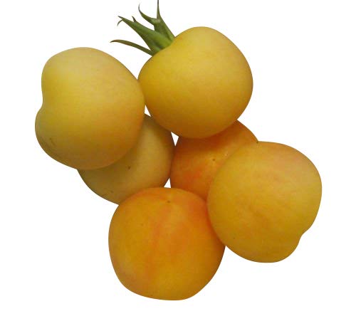 Pfirsich Tomate -Garden Peach- 10 Samen *Rarität* von Samenchilishop (Immer nur einmal Versand)