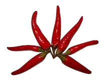 Rawit Chili 10 Samen Bekannte Mini-Chili gut sehr gutem Ertrag von Samenchilishop (Immer nur einmal Versand)