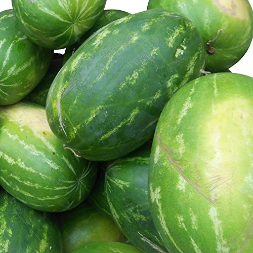 Rießen Wassermelone 10 Korn (Rar) >>>Fruchtgewicht von 12 bis 16 kg<<< von Samenchilishop (Immer nur einmal Versand)