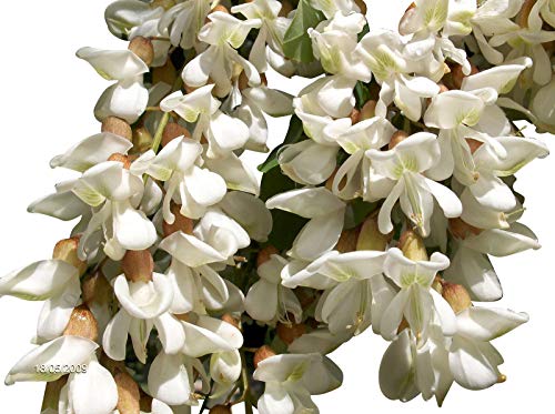 Robinie (Robinia pseudoacacia) 1000 Samen (Winterhart) Auch Bonsai geeignet< von Samenchilishop (Immer nur einmal Versand)