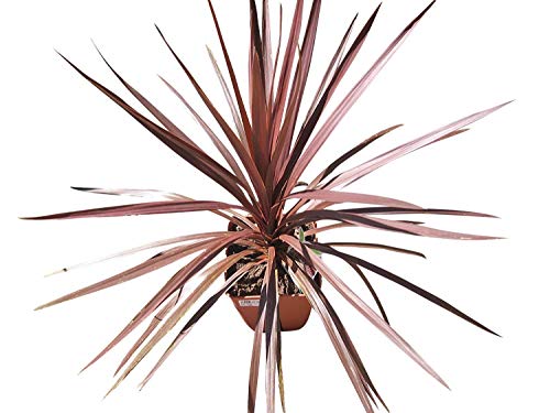 Rote Keulenlilie -Cordyline australis 'Purpurea'- 10 Samen -Bedingt Winterhart- von Samenchilishop