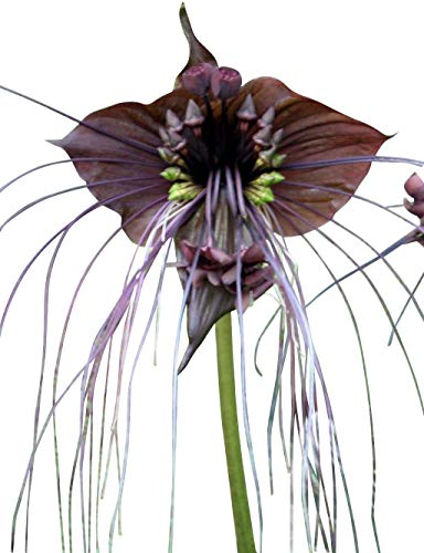 Schwarze Fledermausblume "Black-Bat-Flower" - Tacca chantrieri *10 Samen* >Teufelsblume< von Samenchilishop (Immer nur einmal Versand)