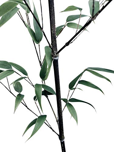Schwarzer Bambus -Phyllostachys nigra- Frostharter/Winterharter Bambus -1000 Samen- von Samenchilishop (Immer nur einmal Versand)